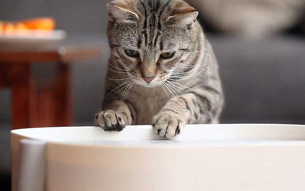 A cat hopping up on a litter box
