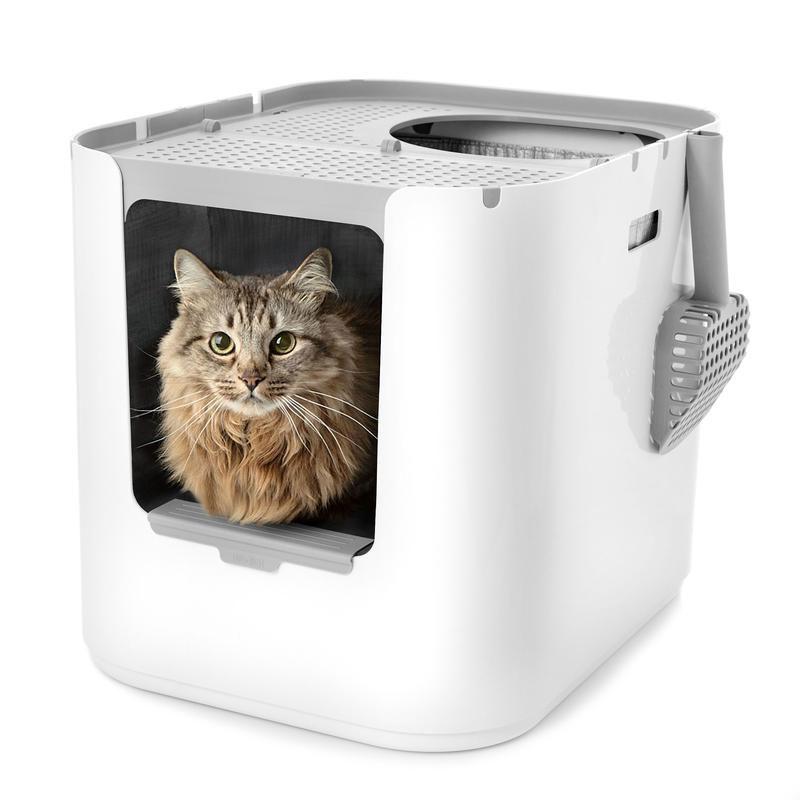 Cat in a litter tray