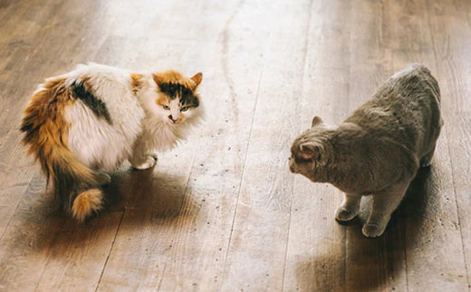 Feline bullying: how to stop my cat from bullying.