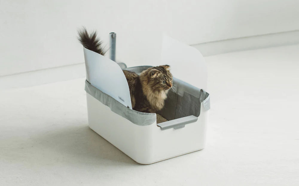 Fluffy cat sitting in Modkat litter box with splash guard