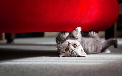 Stop your cat from clawing your furniture (humanely).