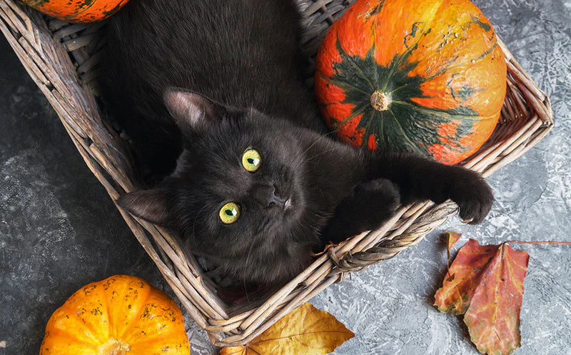 9 tricks to make Halloween a treat for your cat.