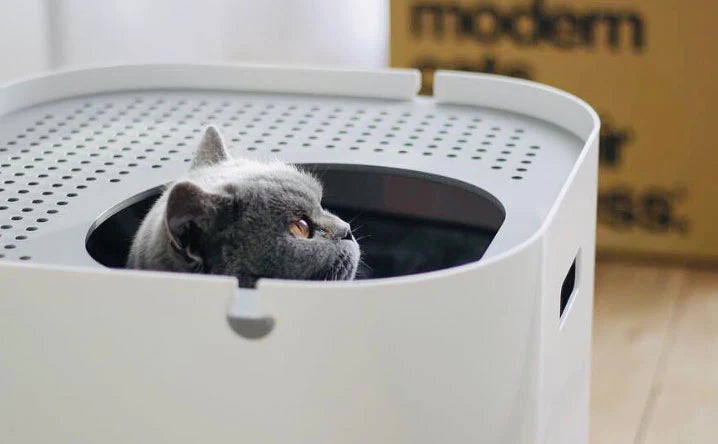 How often do I really need to clean my cat's litter box?