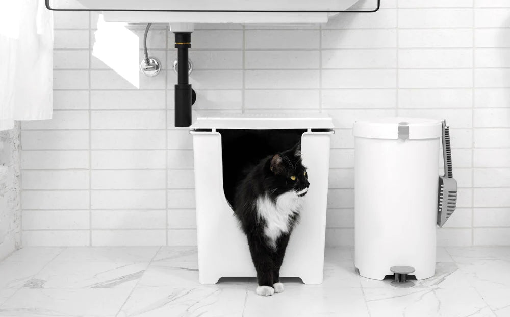 6 Tips for improving your cat’s litter box experience.