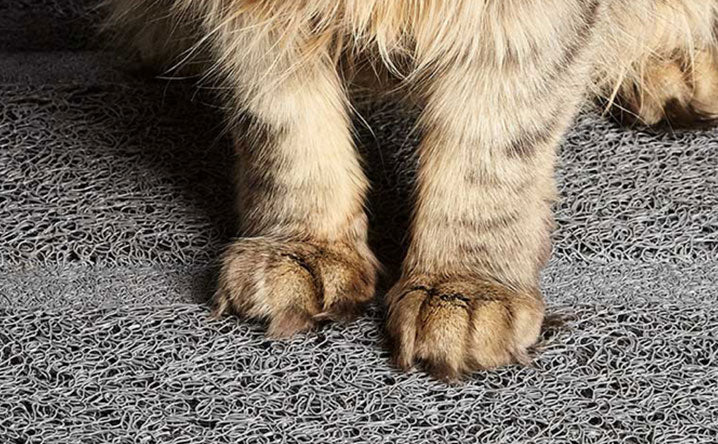 Minimize Your Cat's Litter Tracking With a Litter Box Mat
