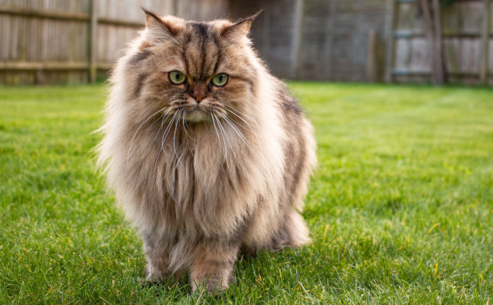 Outdoor litter boxes: The pros and cons.