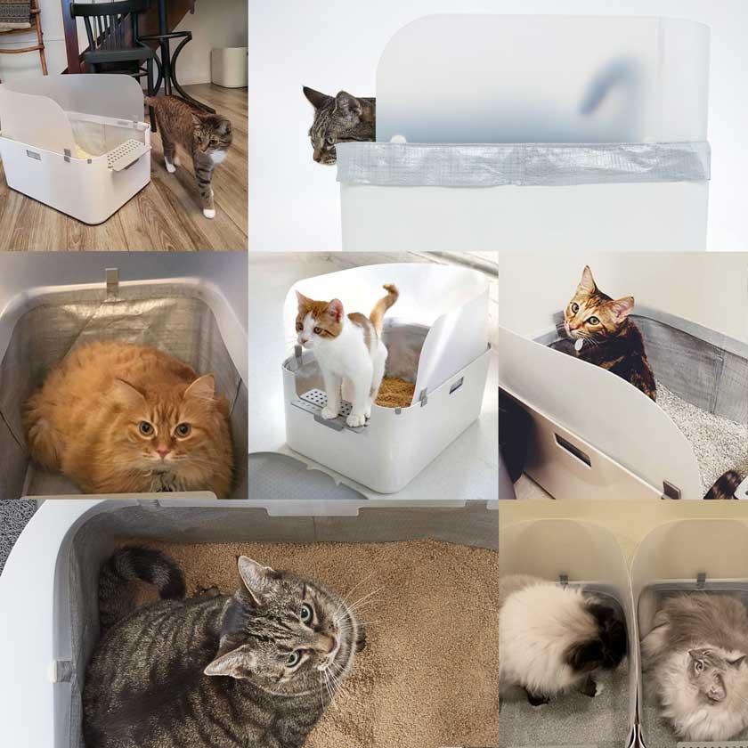 Cats using Modkat's litter box tray