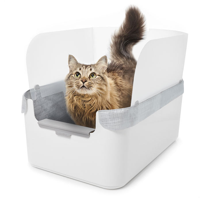 Cat in a litter tray