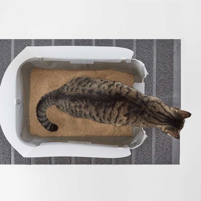 A cat using a Modkat Litter Box Tray