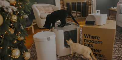 Modkat canada Clearance